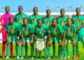 Lionceaux du Sénégal