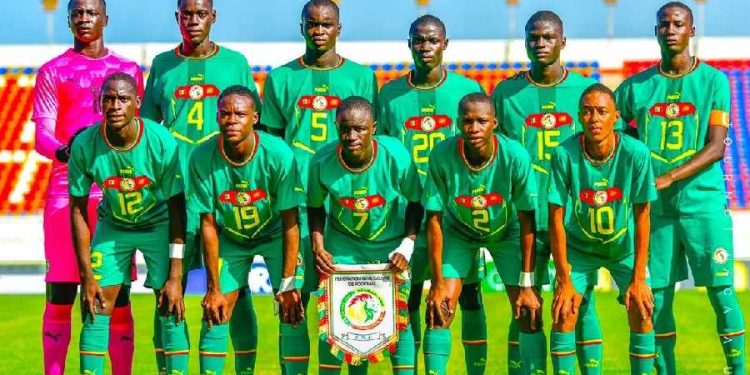 Lionceaux du Sénégal